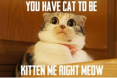 funny-cats-being-scared-21-free-wallpaper